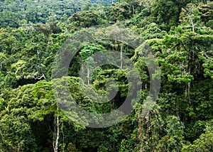 Rainforest photo