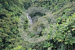 Rainforest big island hawaii,USA