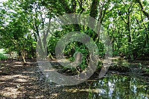 A view towars in the trees