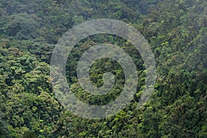 Rainforest in Bolivian Andes, Yungas