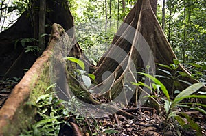Rainforest, Borneo