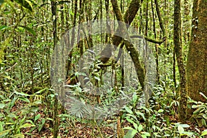 Rainforest in Borneo, Malaysia