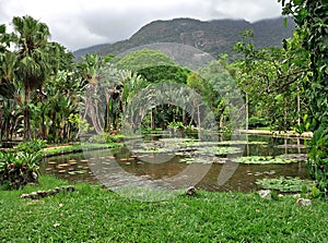 Rainforest in Botanical Garden of Rio de Janeiro, Brazil.