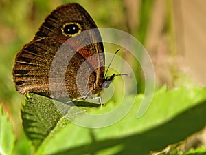 Rainforest Brown Butterfly 2