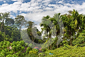 Rainforest Bukit Lawang