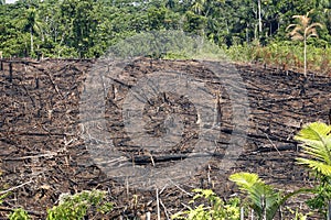 Rainforest burned for agriculture