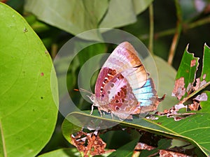 Rainforest Butterfly Nature Queensland