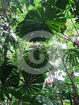 Rainforest Canopy