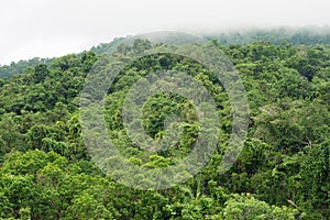 Rainforest canopy