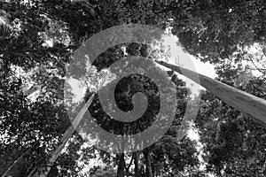 Rainforest canopy above converging lines of eucalyptus tree trunks photo