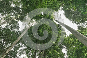 Rainforest canopy above converging lines of eucalyptus tree trunks