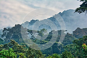 Rainforest canopy with morning mist in Bwindi Impenetrable National Park