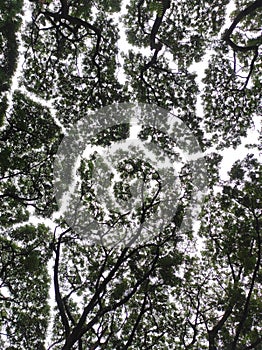 Rainforest Canopy from Samanea Saman Trees