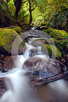 Rainforest Cascade