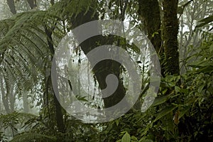 Rainforest. Cerro Chato, Costa Rica.