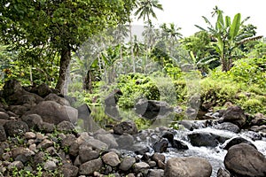 Rainforest on Cook Islands