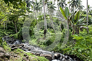 Rainforest on Cook Islands photo