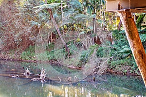 Rainforest Creek In Australian National Park