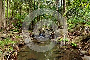 Rainforest Creek photo