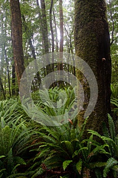 Rainforest with crown ferns.