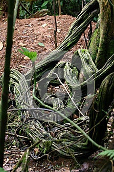 Rainforest Curly Tape Vine