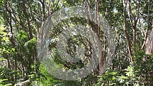 Rainforest, Dense Vegetation of Exotic Trees and Bushes in Jozani forest, Africa