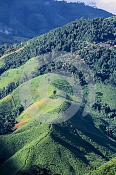 Rainforest destruction in thailand