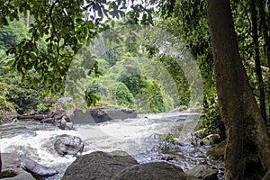 Rainforest of Doi Ithanon