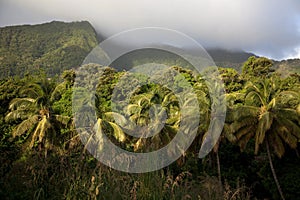 Rainforest, Dominica photo