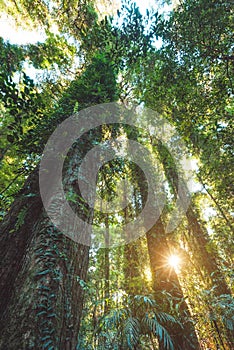 Rainforest of Dorrigo National Park, New South Wales, Australia