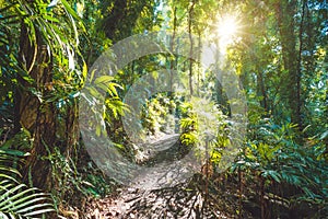 Rainforest of Dorrigo National Park, New South Wales, Australia