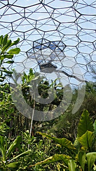 Rainforest of Eden Project in St. Austell Cornwall photo