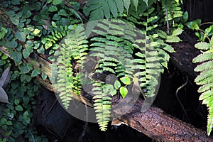 Rainforest fern