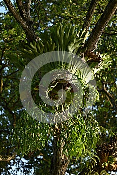 rainforest fern grow on tree