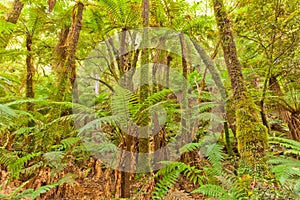 Fern tree rainforest wilderness Otago New Zealand