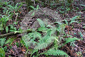 Rainforest floor