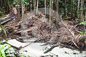 Rainforest in Fraser Island