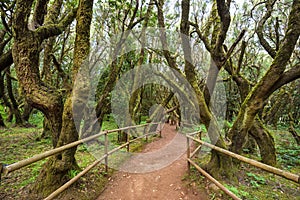 Rainforest in Garajonay national park, La Gomera, Canary islands photo