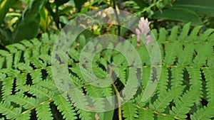 Rainforest green background, fern trees in garden.