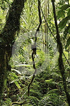 Rainforest green tropical amazon jungle background photo
