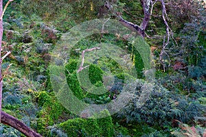 Rainforest with green vegetation and flowers sun