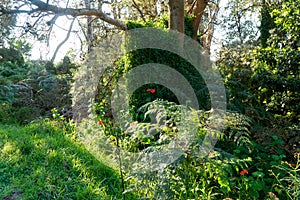 Rainforest with green vegetation and flowers sun