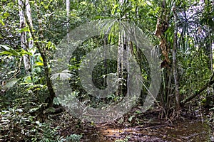 Rainforest hiking path flooded with rain water in Madidi national park, Bolivia