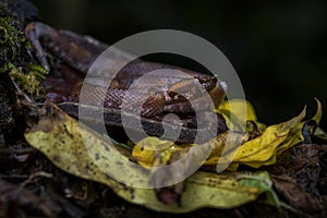 Rainforest Hognosed Pitviper - Porthidium nasutum