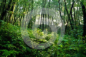 Rainforest at Intanon National Park