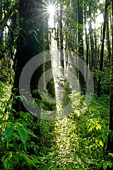 Rainforest at Intanon National Park