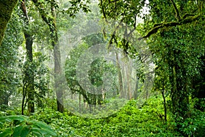 Rainforest at Intanon National Park