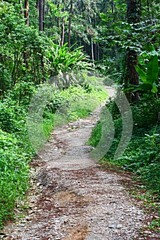 Rainforest Jugnle Trek