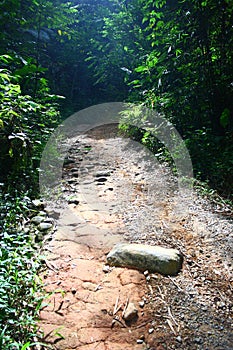 Rainforest Jugnle Trek