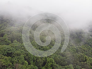 Rainforest jungle covered with mist after rain. Aerial view of tropical forest in the mountain. A drone flies through the treetops